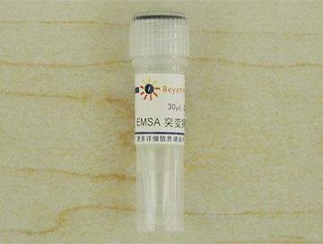 EMSA突变探针－STAT3 (10μM)